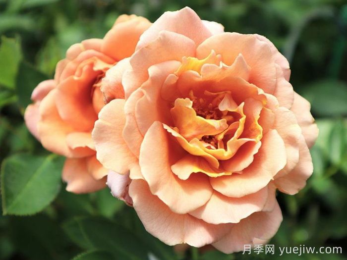 拉芬波特月季/拉菲內波爾特(圖1)