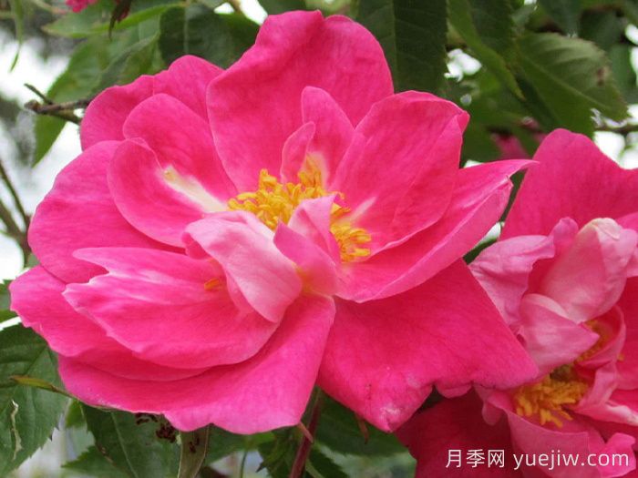 威廉巴芬月季(圖1)