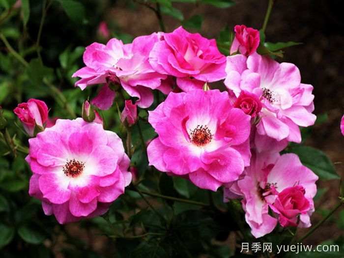 威廉巴芬月季(圖2)