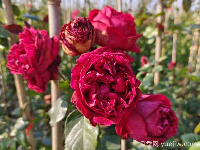 紅色和粉色龍沙寶石爬藤月季對比(圖1)