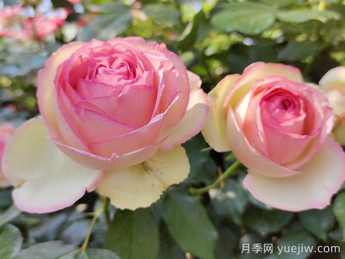 紅色和粉色龍沙寶石爬藤月季對比(圖2)