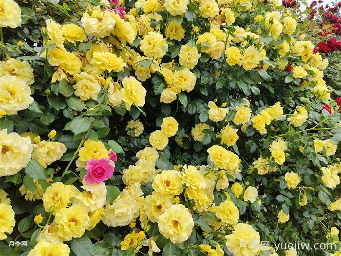 大棵藤本月季的特點、養(yǎng)護(hù)和常見問題(圖2)