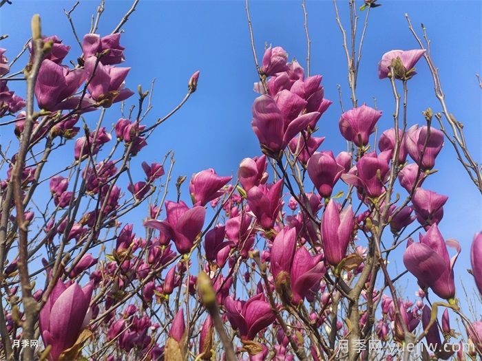 南陽南召：打造省級玉蘭科研平臺(圖1)