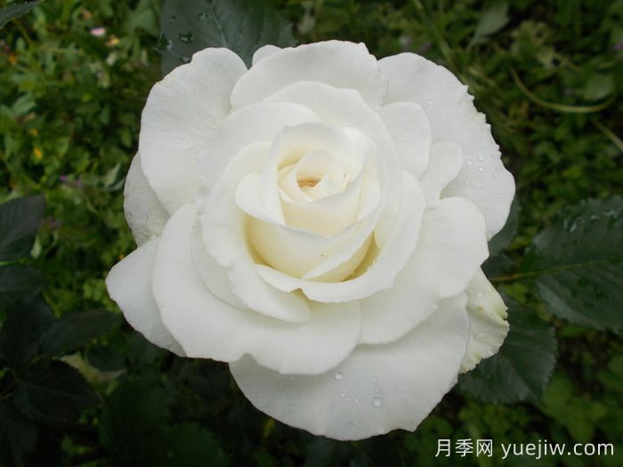 瑪格麗特梅麗爾月季(圖3)
