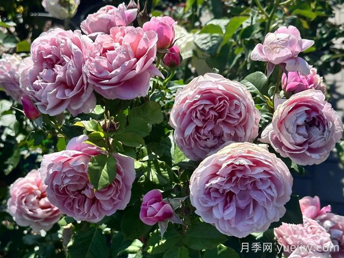 圖雅思酒莊月季/圖雅斯酒莊(圖1)