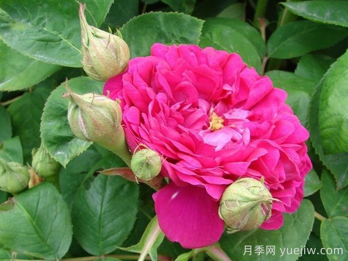 雷士特玫瑰(圖1)