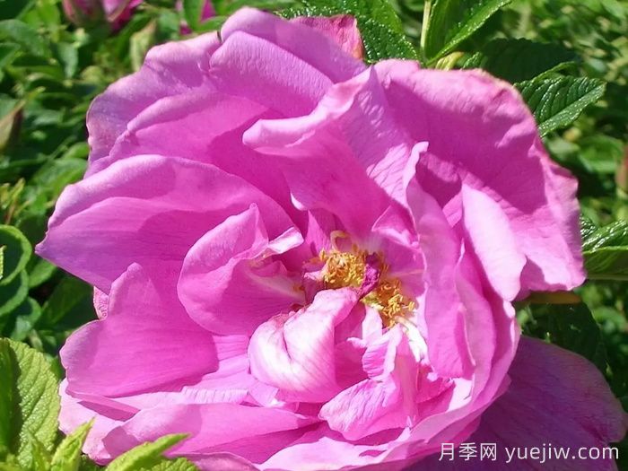 粉紅跑者月季(圖1)