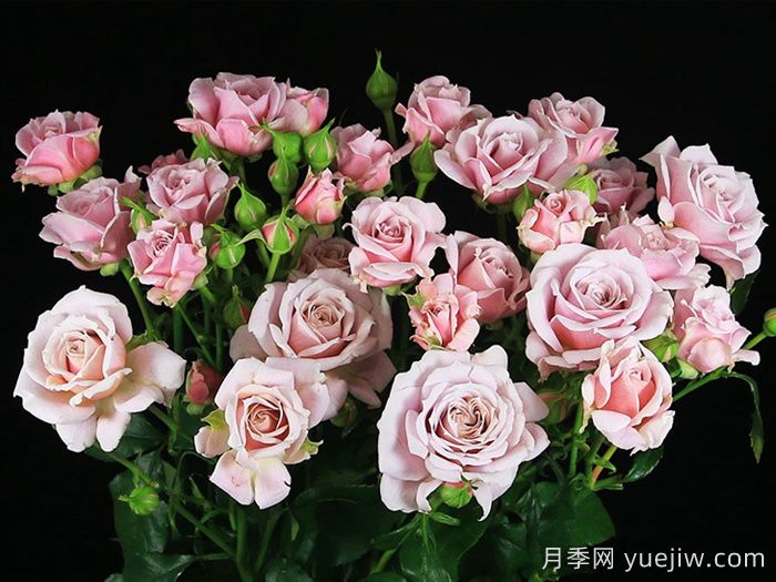 粉紅香精月季(圖1)