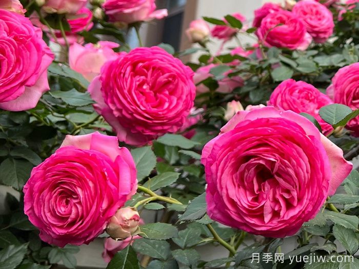 深粉龍沙寶石月季(圖1)