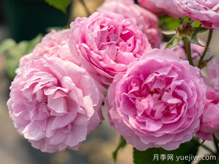 花想容月季(圖1)