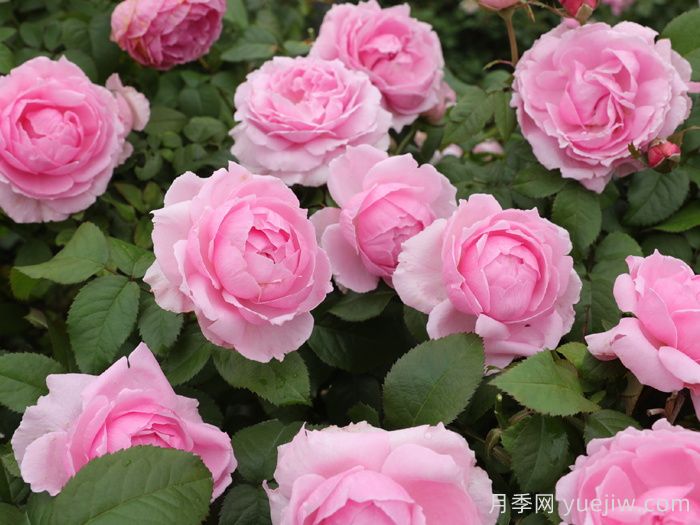 花想容月季(圖3)