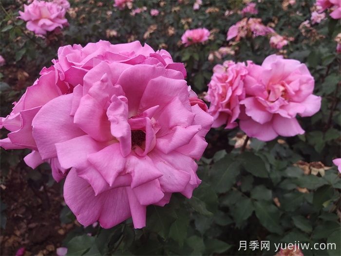 哪些月季更值得購買種植？月季優(yōu)缺點大比拼(圖1)