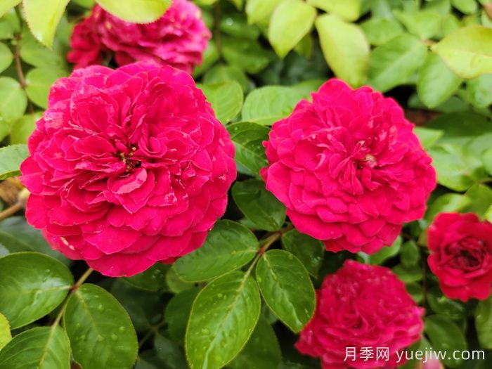 哪些月季更值得購買種植？月季優(yōu)缺點大比拼(圖3)
