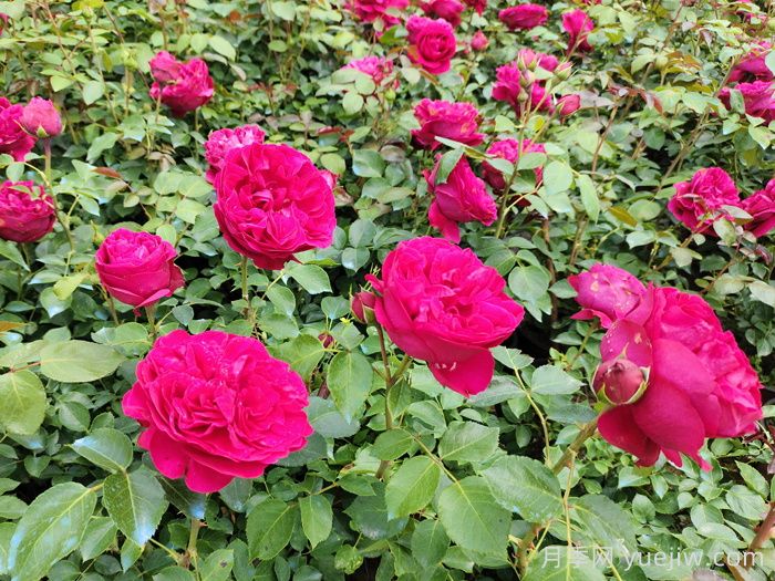 紅色龍沙寶石藤本月季，大花艷麗，花量超多(圖1)