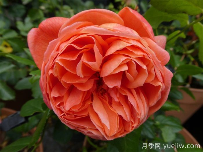 夏日之歌月季的優(yōu)點和養(yǎng)護辦法 (圖1)