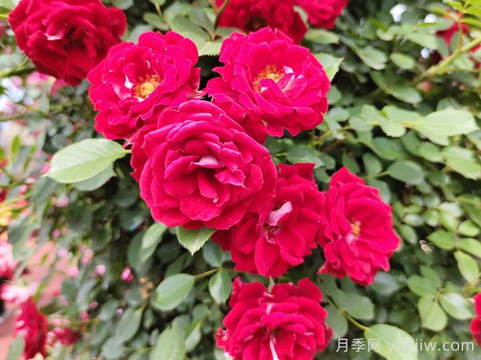 6款經(jīng)典的月季花，抗性強(qiáng)幾乎不生病蟲害(圖3)