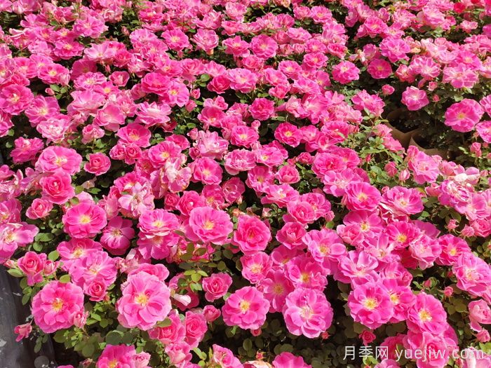月季不開花或開花少的原因分析(圖1)