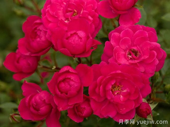 愛好月季(圖2)