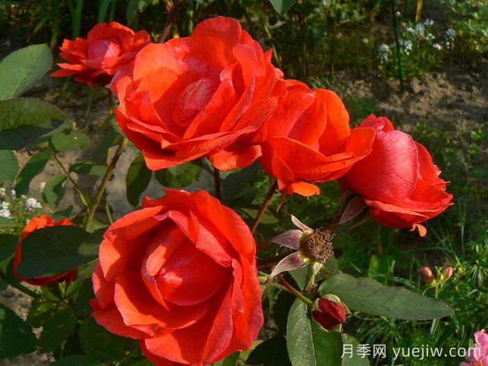 現(xiàn)代火焰月季/摩登火光(圖1)