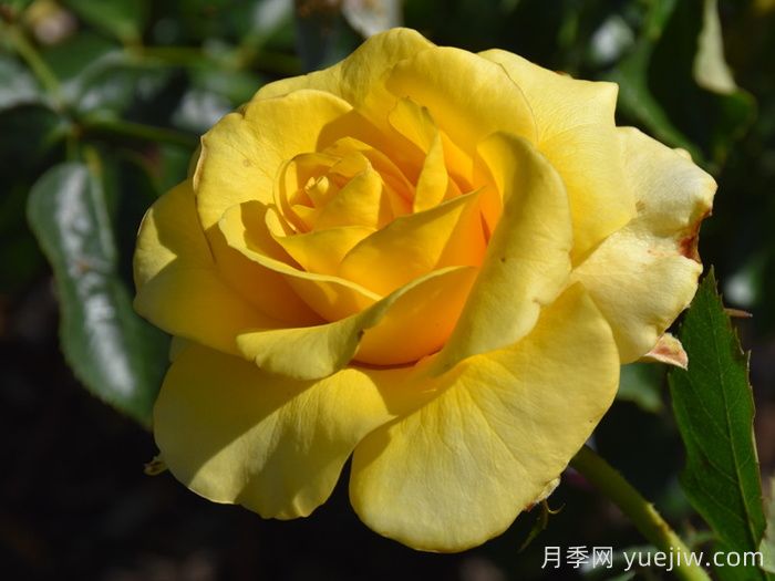 金牌月季(圖1)