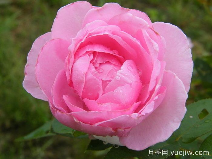 吉塔月季/吉塔文藝復(fù)興月季(圖1)