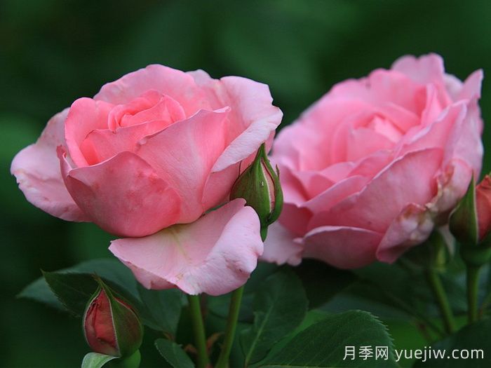 吉塔月季/吉塔文藝復(fù)興月季(圖2)