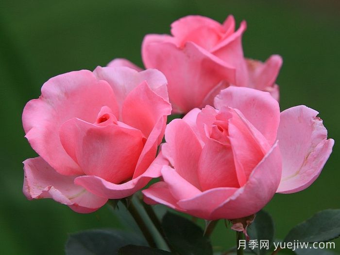 吉塔月季/吉塔文藝復(fù)興月季(圖4)