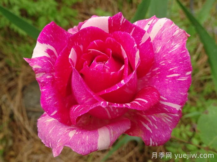 摩登時(shí)代月季/糖果條紋月季(圖2)