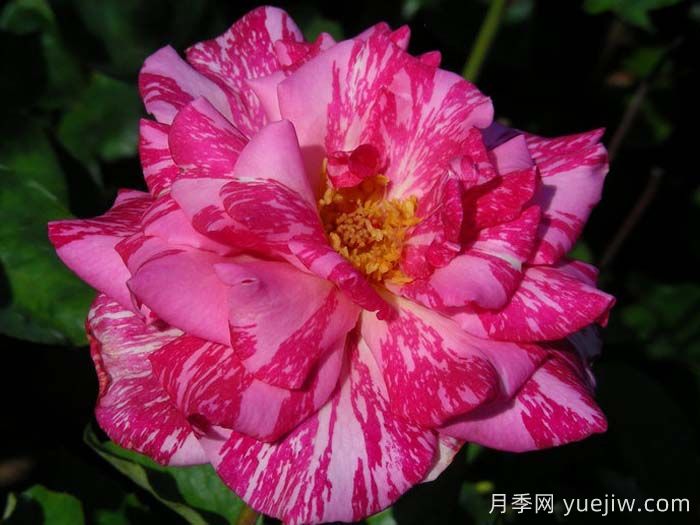 摩登時(shí)代月季/糖果條紋月季(圖3)