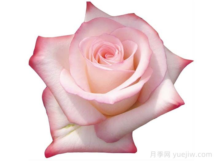 瓦妮婭月季(圖1)
