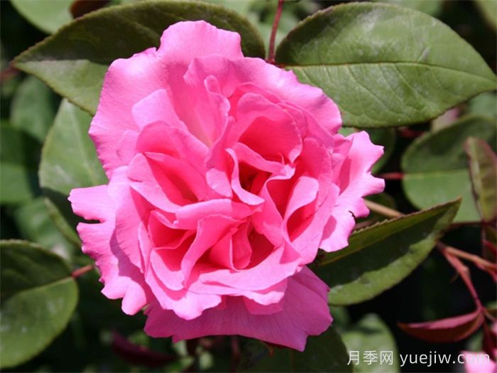 分享25個擁有中國血統(tǒng)的波旁月季品種(圖1)
