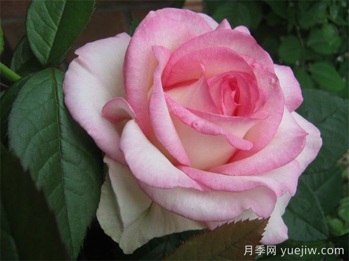 分享30個又美又香又大的月季品種(圖1)