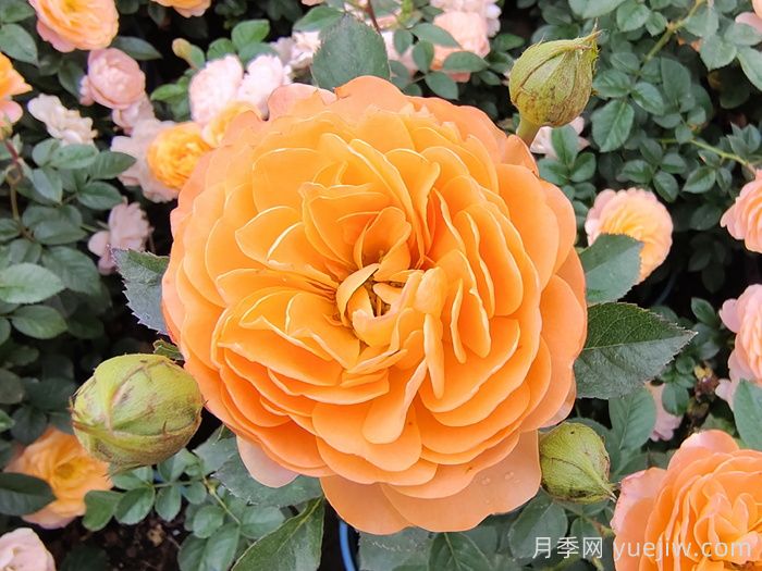 果汁陽(yáng)臺(tái)月季開(kāi)一次花就不長(zhǎng)了？僵苗解決辦法(圖1)
