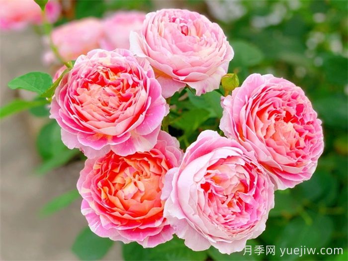 推薦7款月季花品種，夏季也能快樂綻放(圖1)
