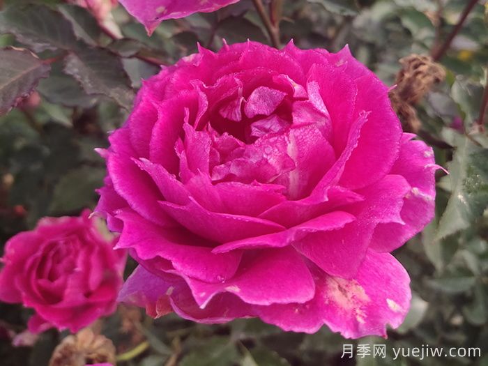推薦7款月季花品種，夏季也能快樂綻放(圖2)