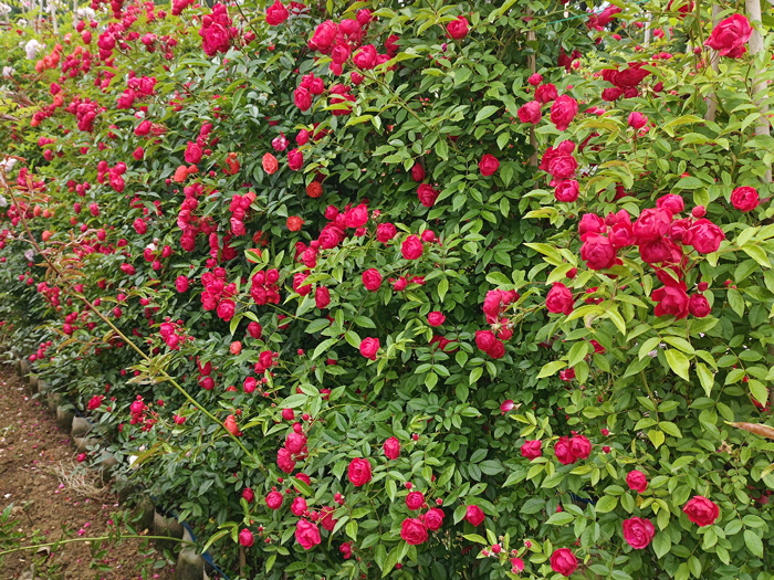 紅木香，爬藤霸主，生長快花量多        (圖2)