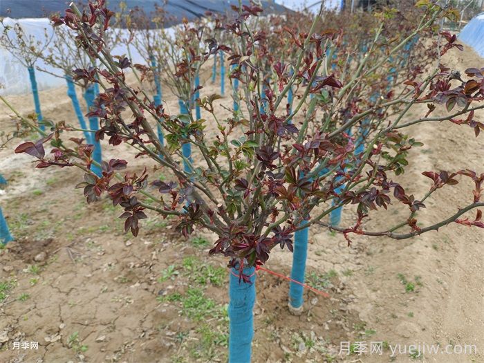 月季發(fā)芽了，葉片一碰就掉是什么問題？(圖1)