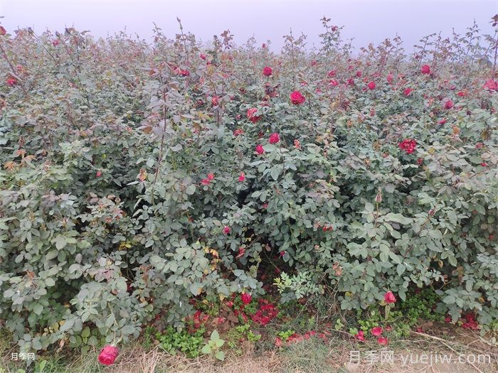 月季產(chǎn)生肥害，月季花施肥的正確方法是什么？  (圖1)