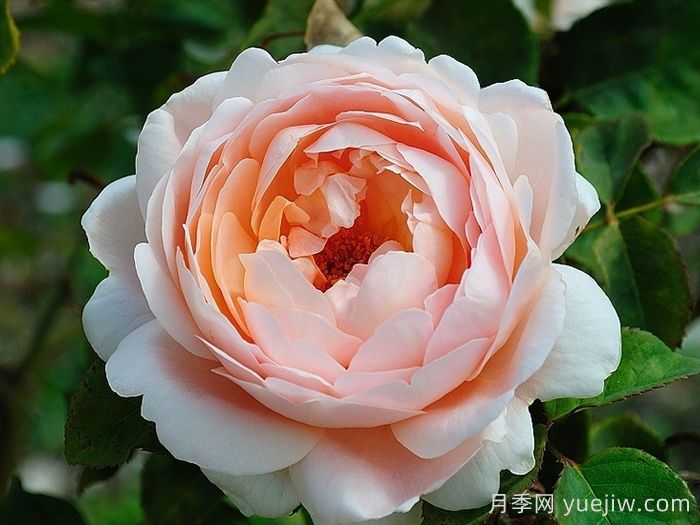 推薦10種灌木月季，適合陽臺庭院的品種(圖3)