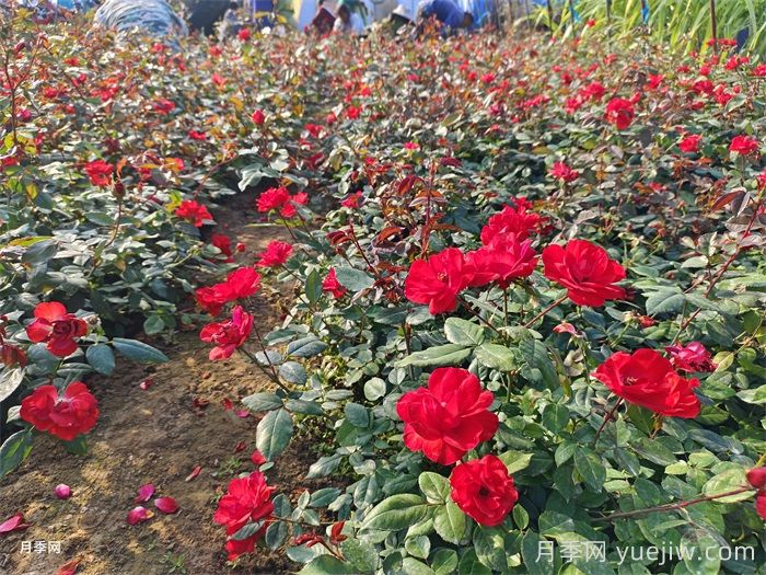 春季月季葉芽打焉枯萎和發(fā)黃的問題處理(圖1)