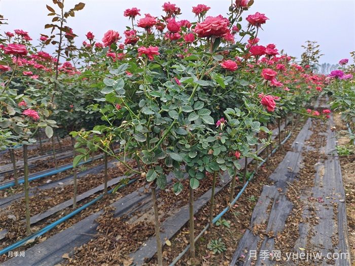 養(yǎng)好月季要避免的5大雷區(qū)總結(jié)(圖2)