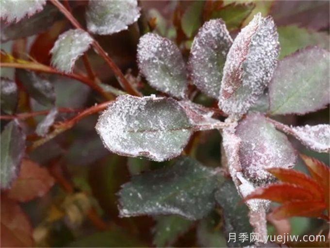 月季白粉病怎么防治？月季白粉病的原因和治療(圖2)