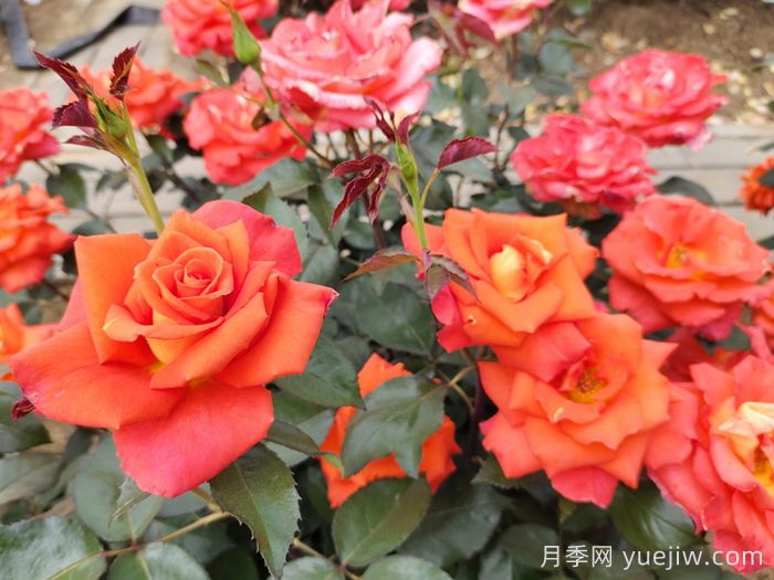 月季白粉病怎么防治？月季白粉病的原因和治療(圖3)