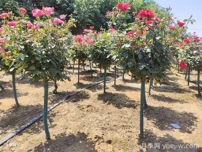樹狀月季和園林植物栽植養(yǎng)護(hù)常見問題(圖1)