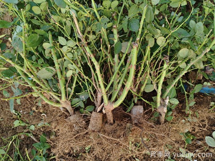 樹狀月季和園林植物栽植養(yǎng)護(hù)常見問題(圖2)