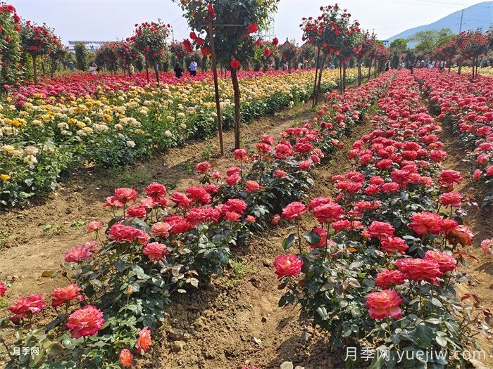 園林景觀設(shè)計中的花木配置和原則(圖1)