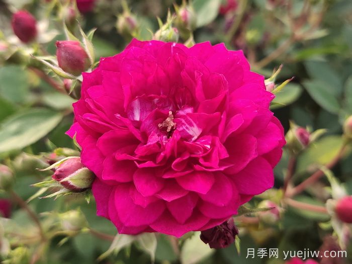甜蜜馬車(chē)微型月季難種嗎？甜蜜馬車(chē)該如何養(yǎng)？(圖1)