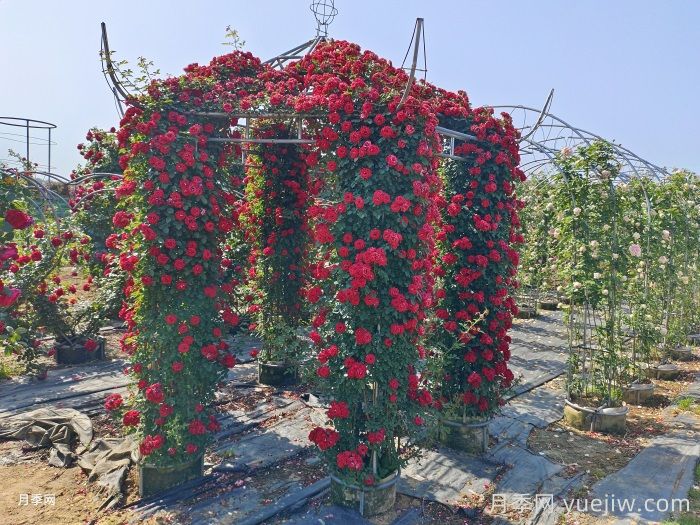 15種華北粉色系木本植物(圖1)