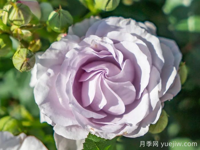 千重嵐月季(圖2)