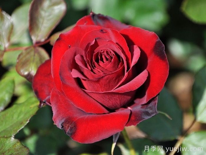 黑天鵝月季(日本)(圖1)